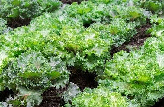 Lutein
